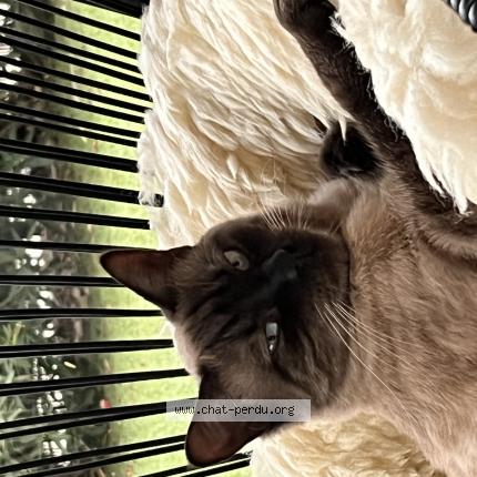 Photo 1/1 Chat retrouvé Perdu à Narbonne