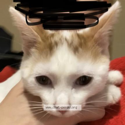 Photo 1/1 Chat retrouvé Perdu à Montbeliard