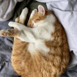 Photo de chat perdu à Chaumes En Retz