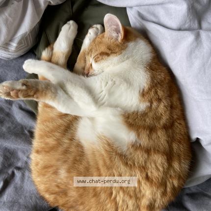 Photo 1/1 Chat retrouvé Perdu à Chaumes en retz