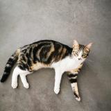 Photo de chat perdu à Chateauneuf Les Martigues