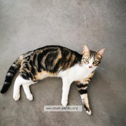 Photo 1/1 Chat retrouvé Perdu à Chateauneuf les martigues