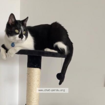 Photo 1/1 Chat retrouvé Perdu à Toulon