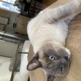 Photo de chat perdu à Dijon