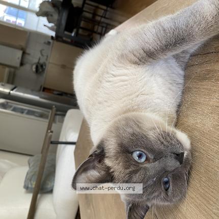 Photo 1/1 Chat retrouvé Perdu à Dijon