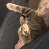 Photo de chat perdu à Le Mans 72000