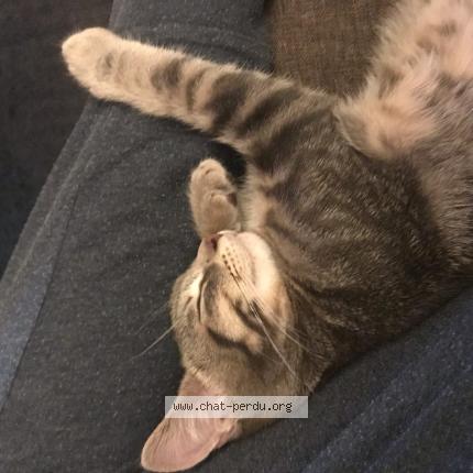 Photo 1/1 Chat retrouvé Perdu à Le mans 72000