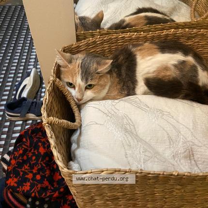 Photo de chat perdu à Vincennes