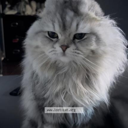 Photo 1/1 Chat retrouvé Perdu à Hamilton