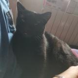 Photo de chat perdu à Brest