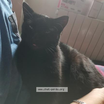 Photo de chat perdu à Brest