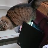 Photo de chat perdu à Bossancourt