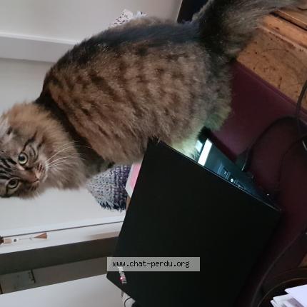 Photo de chat perdu à Bossancourt