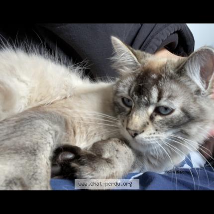 Photo 1/1 Chat retrouvé Perdu à Pordic