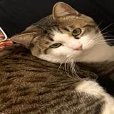 Photo de chat perdu à Cannes