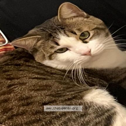 Photo de chat perdu à Cannes