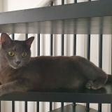 Photo de chat perdu à Paris