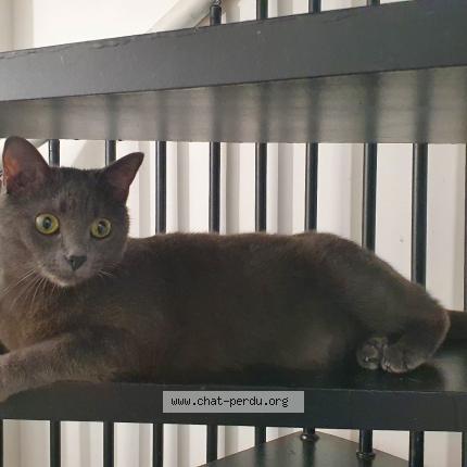 Photo 1/2 Chat retrouvé Perdu à Paris