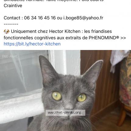 Photo 2/2 Chat retrouvé Perdu à Paris