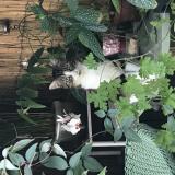 Photo de chat perdu à Villiers Sur Marne