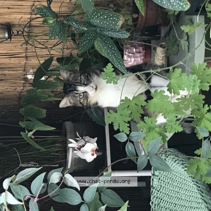 Photo 1/1 Chat retrouvé Perdu à Villiers sur marne