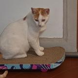 Photo de chat perdu à Trappes