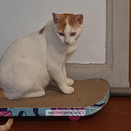 Photo 1/1 Chat retrouvé Perdu à Trappes