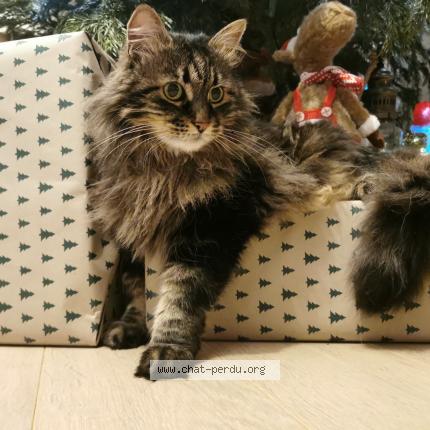 Photo 1/1 Chat retrouvé Perdu à La chapelle saint laud