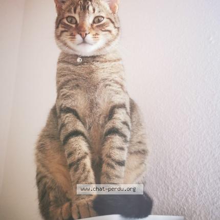 Photo de chat perdu à Colombiers