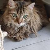 Photo de chat perdu à Marseille