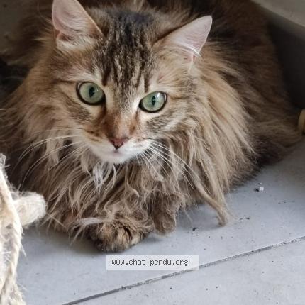 Photo 1/1 Chat retrouvé Perdu à Marseille