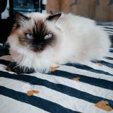 Photo de chat perdu à Juvignac