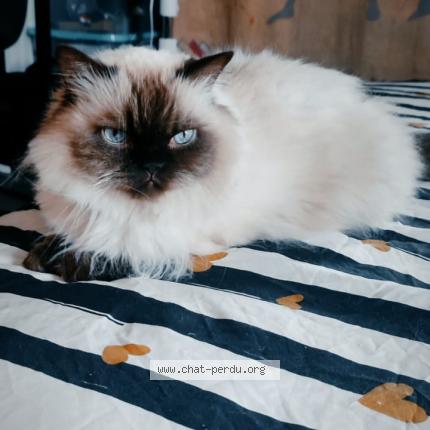 Photo 1/1 Chat retrouvé Perdu à Juvignac