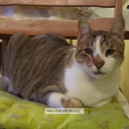 Photo 1/1 HAWAÏ Chat perdu à Villebois