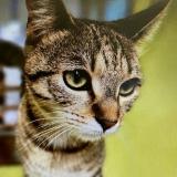 Photo de chat perdu à Charnay Les Macon