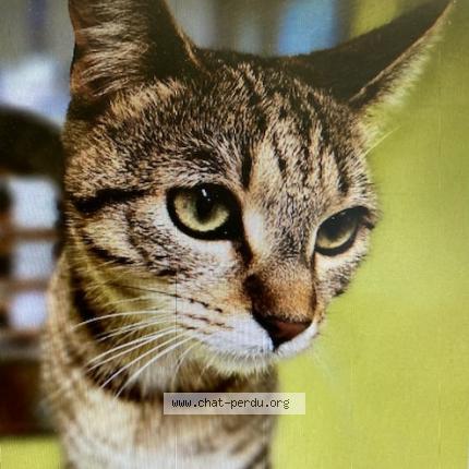 Photo de chat perdu à Charnay Les Macon