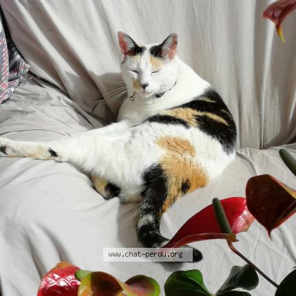 Photo 1/1 Chat retrouvé Perdu à Kersaint plabennec