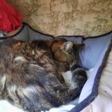 Photo de chat trouvé à Saint Mathieu De Treviers