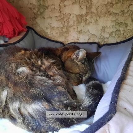 Photo 1/1 Chat retrouvé Trouvé à Saint mathieu de treviers