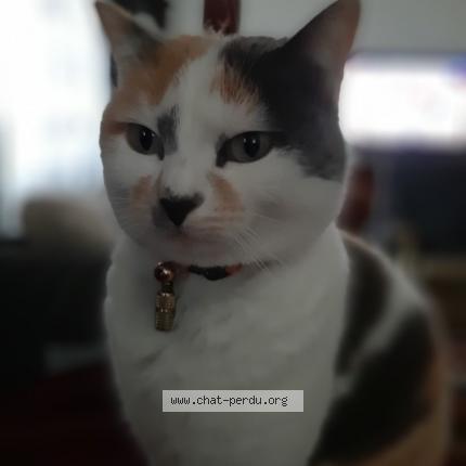 Photo 1/1 Chat retrouvé Perdu à Toulon