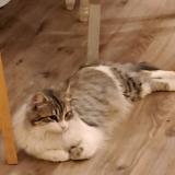 Photo de chat trouvé à Albi