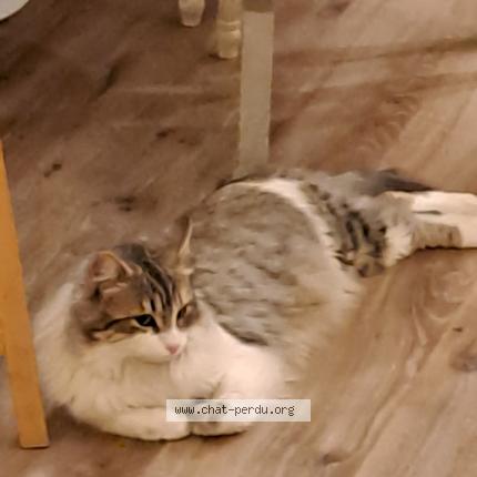 Photo de chat trouvé à Albi