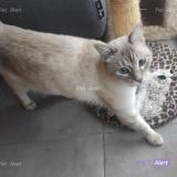 Photo de chat perdu à Toulouse