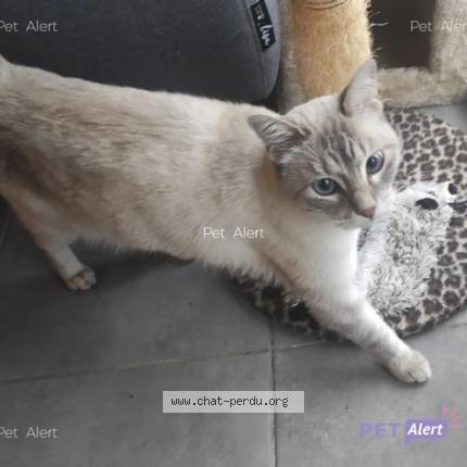 Photo de chat perdu à Toulouse