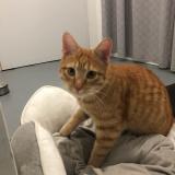 Photo de chat trouvé à Aigueperse