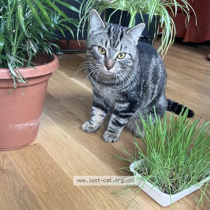 Photo 1/1 Chat retrouvé Trouvé à Hamilton