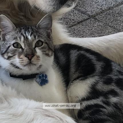 Photo de chat perdu à Stutzheim Offenheim
