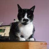 Photo de chat perdu à Charly Sur Marne