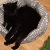 Photo de chat perdu à Clermont Fd