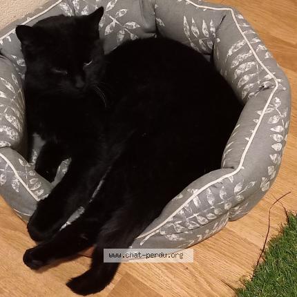 Photo 1/1 Chat retrouvé Perdu à Clermont Fd